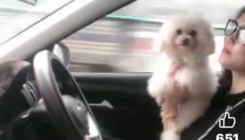 Xôn xao cộng đồng mạng clip chị đẹp ôm chó ở vô lăng vừa lái ô tô vừa hát