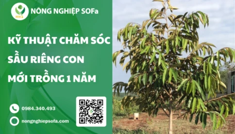 KỸ THUẬT CHĂM SÓC SẦU RIÊNG CON MỚI TRỒNG 1 NĂM