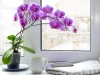 Trồng 10 loại cây sau đây trong nhà để phát tài phát lộc, vượng khí sung túc