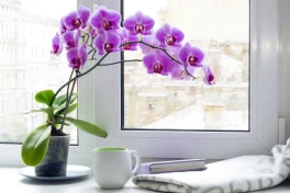 Trồng 10 loại cây sau đây trong nhà để phát tài phát lộc, vượng khí sung túc