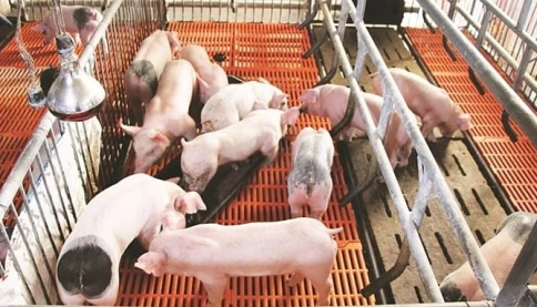 Giá heo hơi hôm nay 15/4 bao nhiêu? dự báo còn tăng không?