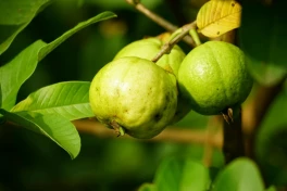 Loại trái cây ít ai ngờ là "vua" vitamin C, bán quanh năm ở Việt Nam