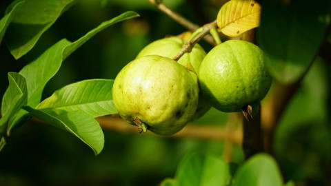 Loại trái cây ít ai ngờ là "vua" vitamin C, bán quanh năm ở Việt Nam