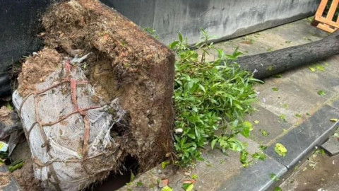 Tại sao nhiều cây bật gốc lại thấy nguyên cả vỏ bọc bầu đất? Có cần loại bỏ bọc bầu đất khi trồng?