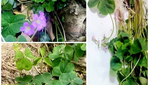 Phát hiện ca ngộ độc 'chưa từng có trong y văn'