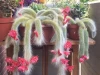 Mang tên gọi của 1 loài yêu quái, đây lại là loài cây mang lại thịnh vượng cho gia đình