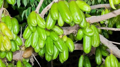 Nhăn mặt trước thứ quả “chua nhất Việt Nam”