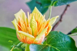 Tìm ra 1 đồng minh mới có thể giúp loài người chống lại biến đổi khí hậu