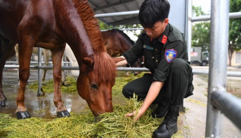 Chế độ ăn, ngủ đặc biệt của đoàn ngựa kỵ binh trước ngày đại lễ 30/4