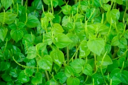 1 loại rau tự nhiên tại Việt Nam có lợi ích sức khỏe chẳng kém gì nhân sâm