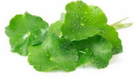 Giải nhiệt đỉnh cao: 7 loại nước giúp bạn 'hạ hỏa' và tăng cường sức khỏe