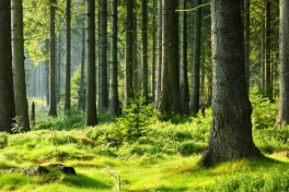 Phát hiện mới đáng lo ngại về khả năng điều hòa CO2 của rừng
