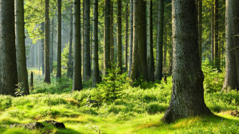 Phát hiện mới đáng lo ngại về khả năng điều hòa CO2 của rừng