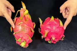 Mua thanh long chọn quả dài hay tròn?