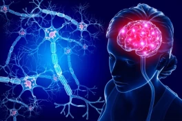 "Xa lộ thần kinh" bên trong cơ thể người, điều khiển nhiều hoạt động sống