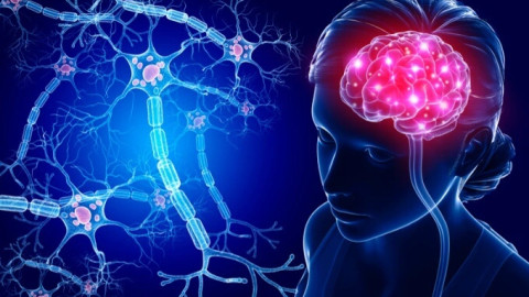"Xa lộ thần kinh" bên trong cơ thể người, điều khiển nhiều hoạt động sống