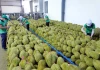 Lý do xuất khẩu sầu riêng giảm mạnh, có giải pháp gì không?