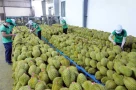 Lý do xuất khẩu sầu riêng giảm mạnh, có giải pháp gì không?