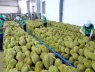 Lý do xuất khẩu sầu riêng giảm mạnh, có giải pháp gì không?