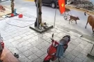 Đà Nẵng: Bò thả rông húc văng cháu bé đang chơi trước nhà