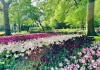 Lạc lối giữa cánh đồng hoa tulip như cổ tích ở Hà Lan