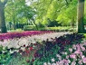 Lạc lối giữa cánh đồng hoa tulip như cổ tích ở Hà Lan