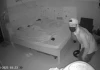 Mở camera xem cảnh lúc 3h sáng, người phụ nữ rụng rời vì thấy trộm lẻn vào