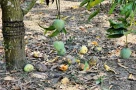 Giá xoài Úc giảm thê thảm, nguyên nhân do đâu?