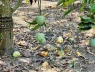 Giá xoài Úc giảm thê thảm, nguyên nhân do đâu?