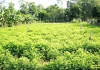 Thứ rau nấu canh chả cần mì chính, trồng thành công ở một nơi của Nghệ An, cắt đến đâu thương lái khuân đến đó
