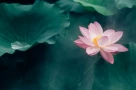 Vì sao người chết phải che mặt? Giải mã tập tục từ góc nhìn khoa học và văn hóa