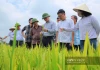 Chuyện lạ ở Nghệ An: Đồng lúa ngả vàng mà bông lúa chả chịu cúi đầu