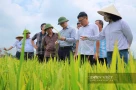 Chuyện lạ ở Nghệ An: Đồng lúa ngả vàng mà bông lúa chả chịu cúi đầu