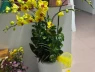 Chậu lan hồ điệp vừa tặng hôm trước hôm sau rụng là sao?