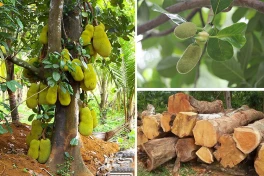Giữa vô số các loại vật liệu, vì sao các cụ ngày xưa chỉ chọn gỗ mít để làm tượng thờ?