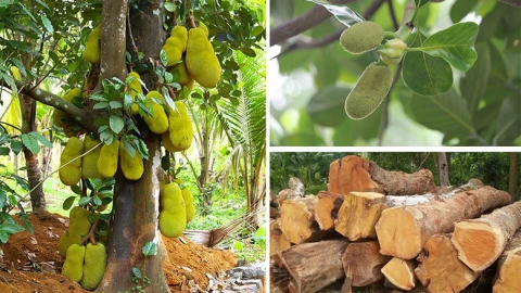Giữa vô số các loại vật liệu, vì sao các cụ ngày xưa chỉ chọn gỗ mít để làm tượng thờ?