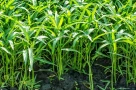 Rau muống có phải là “vua của các loại chất độc”?
