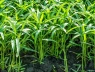 Rau muống có phải là “vua của các loại chất độc”?