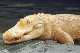 Vì sao Himalayan crocodile Birkin có giá gần nửa triệu USD? Cá sấu bạch tạng quý hiếm đến mức nào?