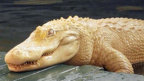 Vì sao Himalayan crocodile Birkin có giá gần nửa triệu USD? Cá sấu bạch tạng quý hiếm đến mức nào?