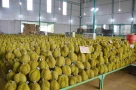 Chất vàng O là gì? Vì sao nó bị phát hiện có trong sầu riêng?