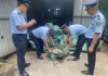 Phát hiện gần 8 tấn chân gà 'bẩn' trong kho lạnh ở Móng Cái