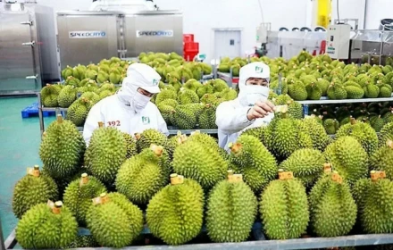 Thế là  đỡ sầu rồi! Trung Quốc thống nhất gỡ vướng xuất khẩu sầu riêng Việt Nam