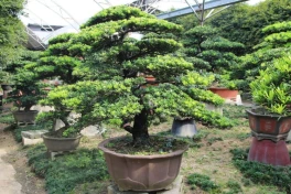 Trồng 6 loại cây này sẽ mang lại phú quý giàu sang cho gia chủ