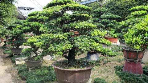 Trồng 6 loại cây này sẽ mang lại phú quý giàu sang cho gia chủ