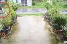 Cây phượng ngã đổ làm dứt dây điện, khiến 2 người bị điện giật tử vong