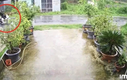 Cây phượng ngã đổ làm dứt dây điện, khiến 2 người bị điện giật tử vong