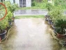 Cây phượng ngã đổ làm dứt dây điện, khiến 2 người bị điện giật tử vong