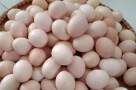 Trứng gà ta và trứng gà công nghiệp khác nhau như thế nào? Trứng nào bổ hơn?