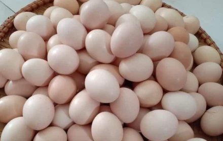 Trứng gà ta và trứng gà công nghiệp khác nhau như thế nào? Trứng nào bổ hơn?